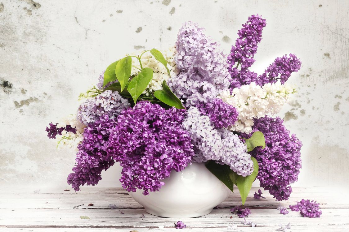 Fleurs Violettes et Blanches Dans un Vase en Céramique Blanche. Wallpaper in 5888x3925 Resolution