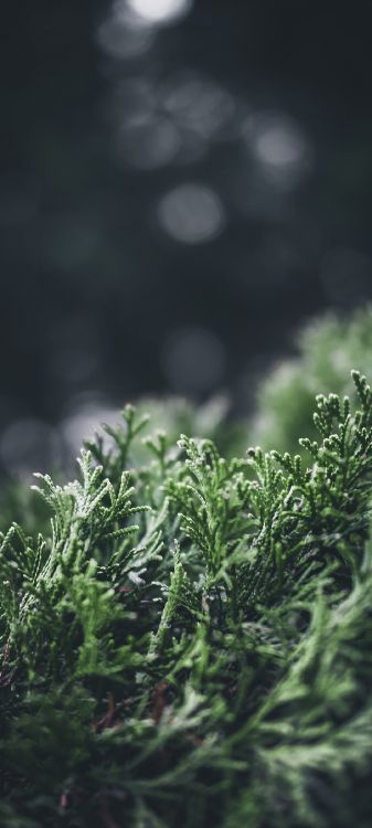 Naturaleza, Agua, Paisaje Natural, Planta Terrestre, Evergreen. Wallpaper in 1080x2400 Resolution