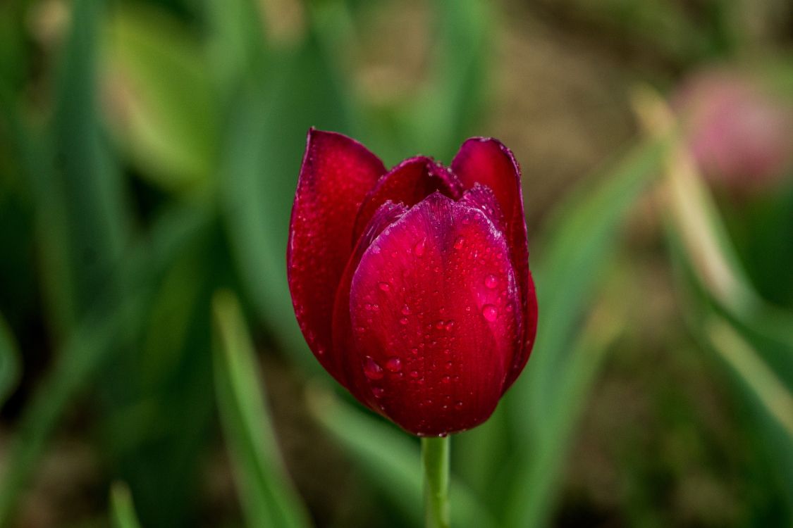 Tulipe Rouge en Fleurs Pendant la Journée. Wallpaper in 6000x4000 Resolution