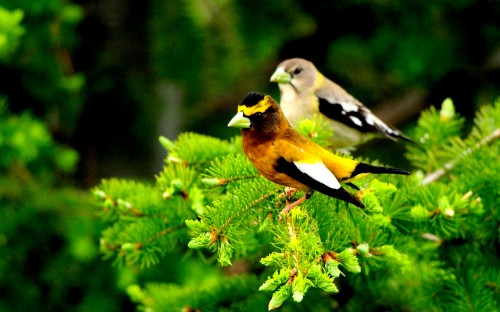 Image yellow and black bird on green plant