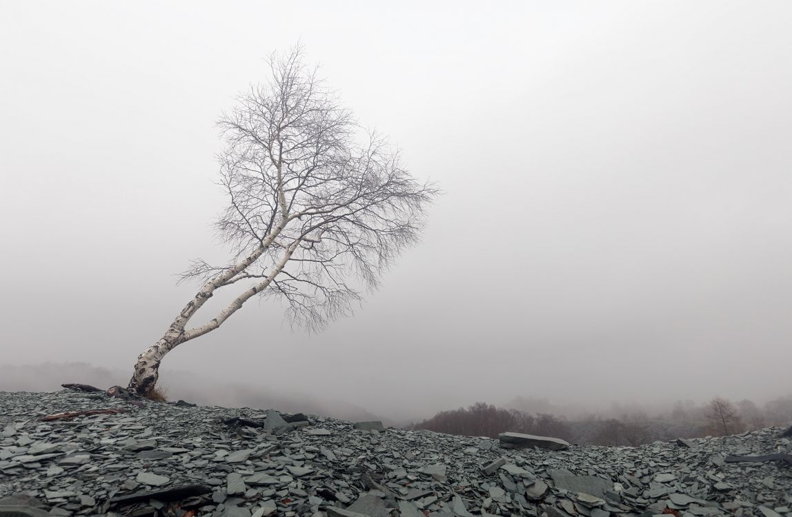 Kahler Baum Auf Felsigem Boden Bei Nebelwetter. Wallpaper in 2048x1337 Resolution