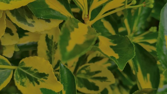 Image leaf, plant stem, biology, science, plant
