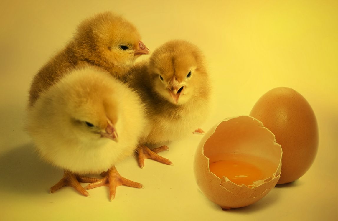 three yellow ducklings on white surface