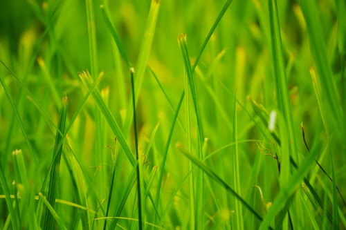 Image green grass in close up photography