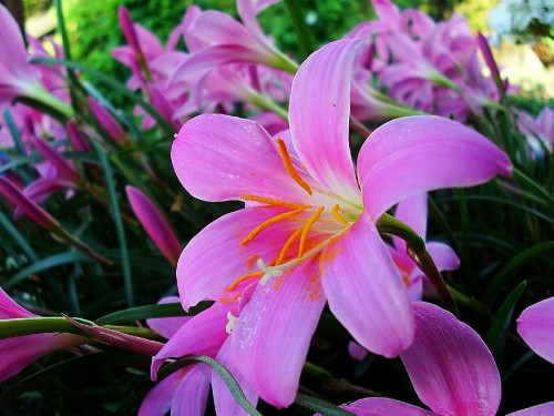 Image pink and white flower in macro shot