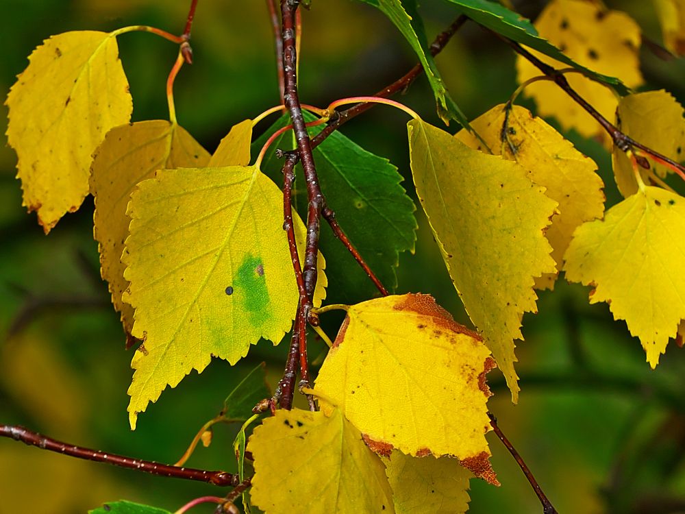 Feuilles Jaunes Sur Tige Brune. Wallpaper in 4000x3000 Resolution
