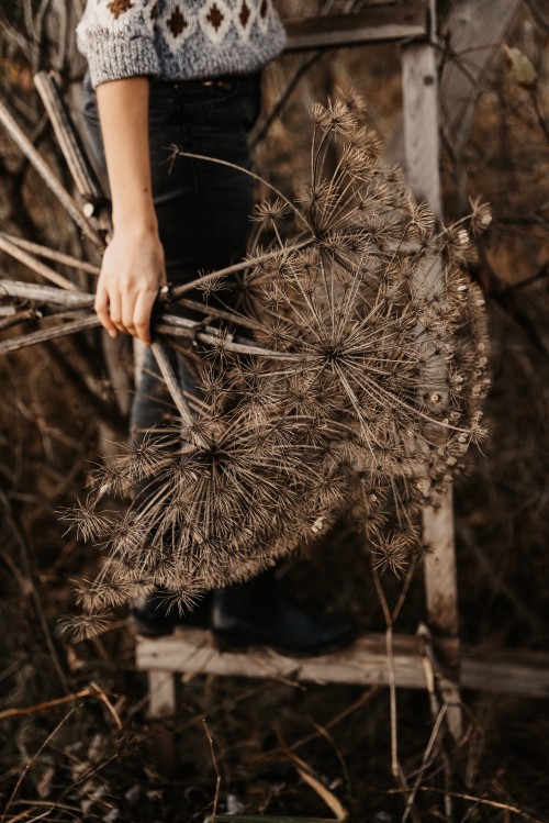 Image person holding brown and white plant