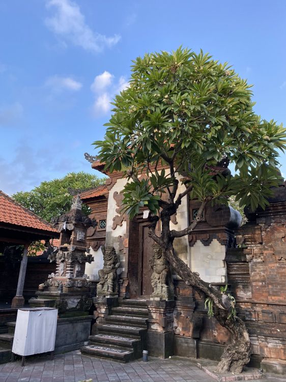 bali, tree, Stairs, woody plant, Trunk