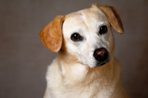 Image yellow labrador retriever with black collar