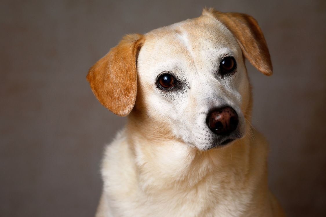 yellow labrador retriever with black collar