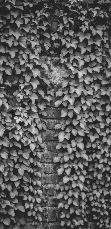 Image black and white, design, wall, pattern, monochrome