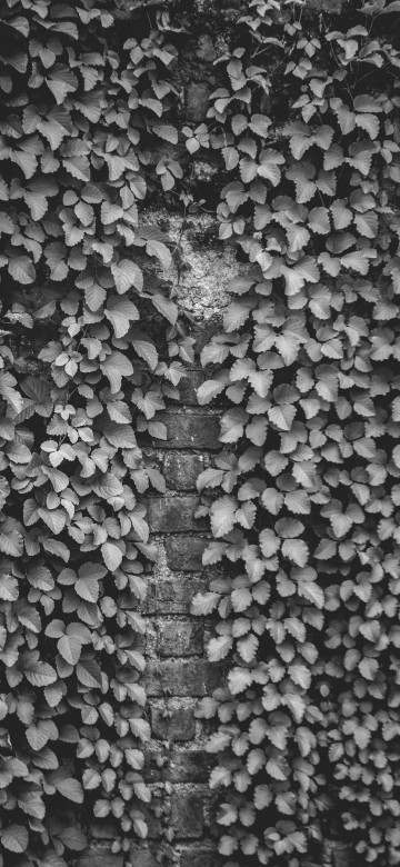 Image black and white, design, wall, pattern, monochrome