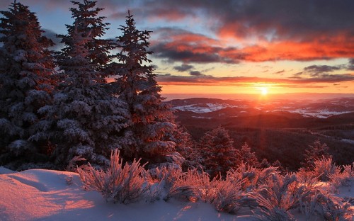 Image green trees on snow covered ground during sunset