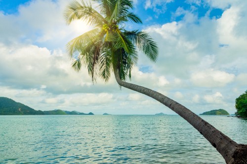 Image coconut tree near sea under blue sky during daytime