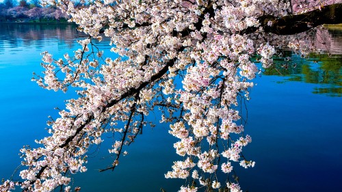 Image cherry blossom tree near body of water