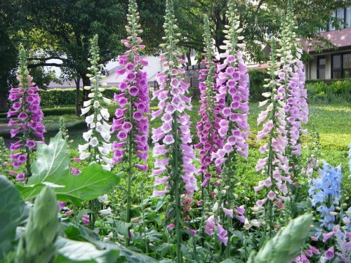 Image purple flowers with green leaves