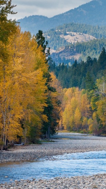 Image green and yellow trees near lake during daytime