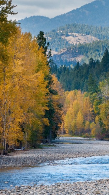Image green and yellow trees near lake during daytime