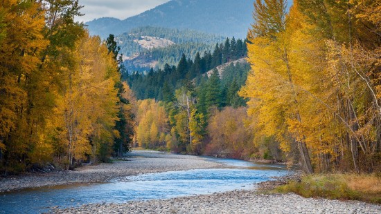 Image green and yellow trees near lake during daytime