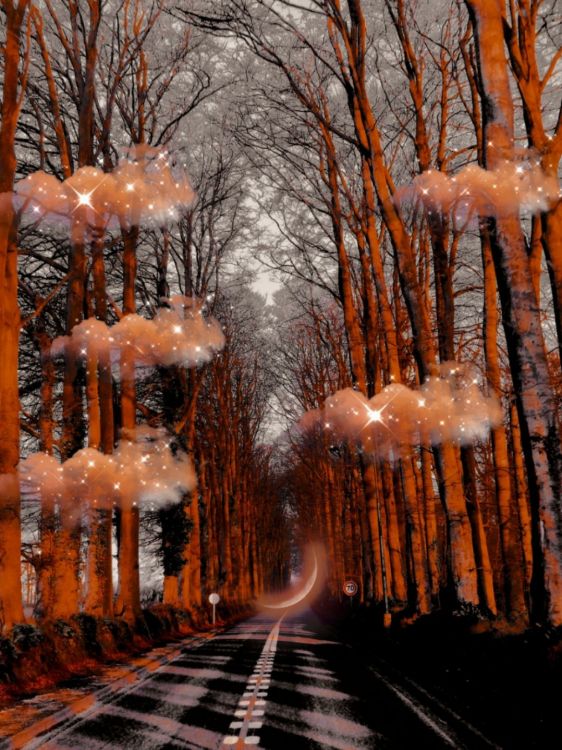 Invierno, Madera, la Luz de Calle, Sucursal, Ramita. Wallpaper in 1080x1439 Resolution