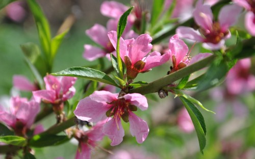 Image pink flower in tilt shift lens