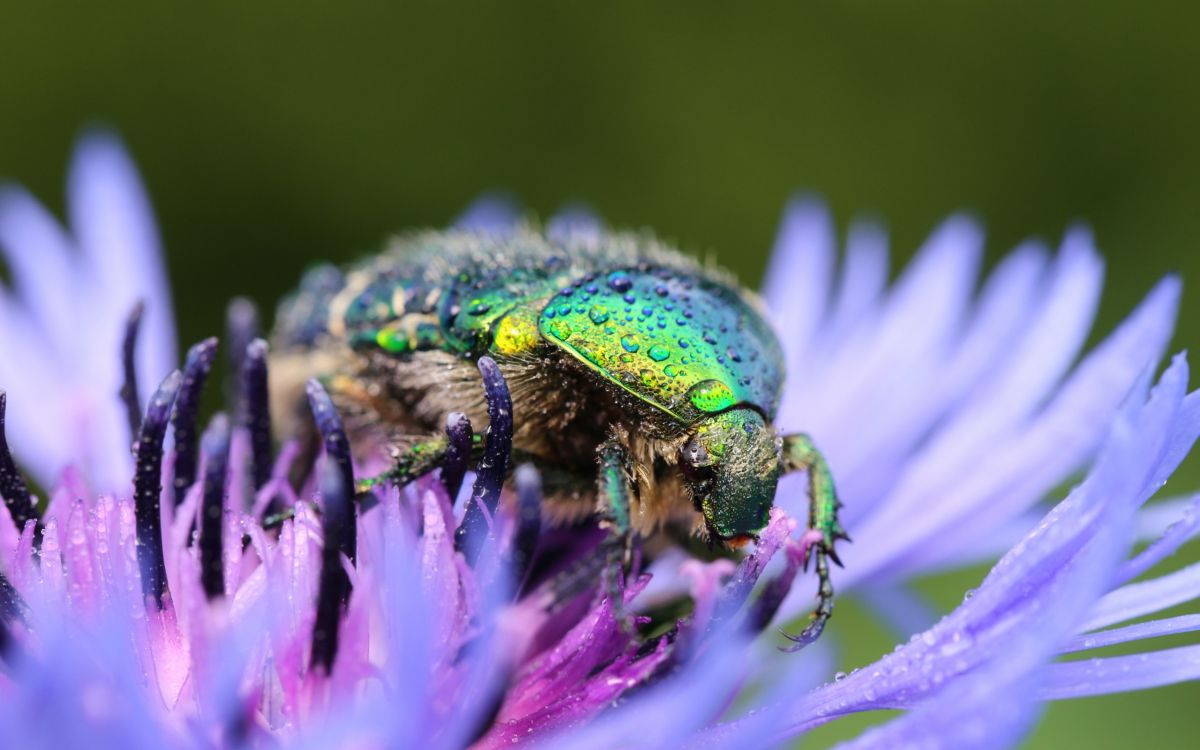 Insecte, Les Arthropodes, Purple, Pollinisateurs, Ravageur. Wallpaper in 2560x1600 Resolution
