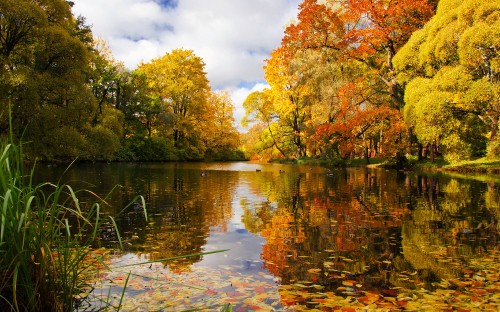 Image green and yellow trees beside river under white clouds and blue sky during daytime