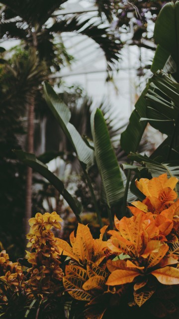 Image yellow flowers with green leaves