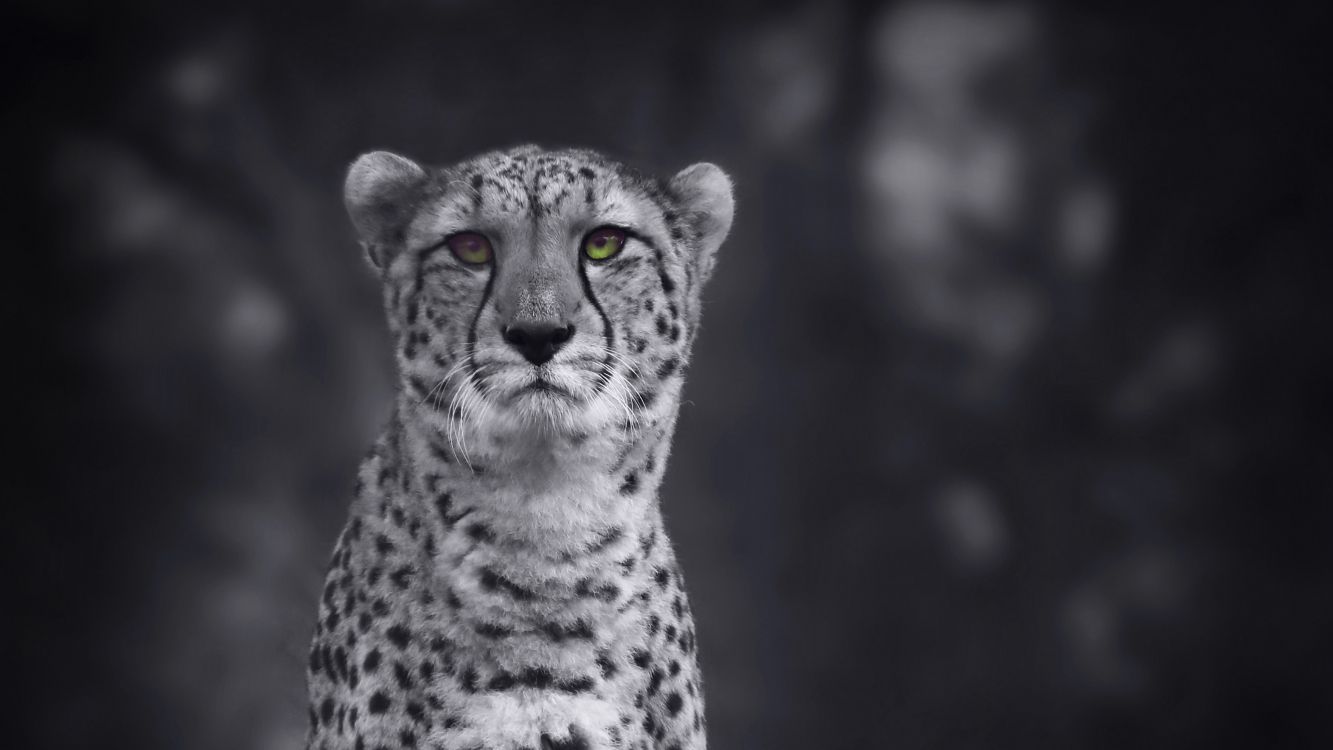 猎豹, 猫科, 陆地动物, 野生动物, 雪豹 壁纸 3525x1983 允许