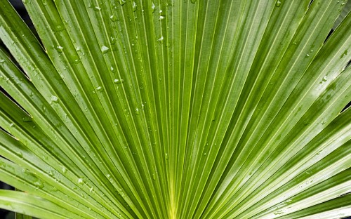 Image macro photography of green leaf