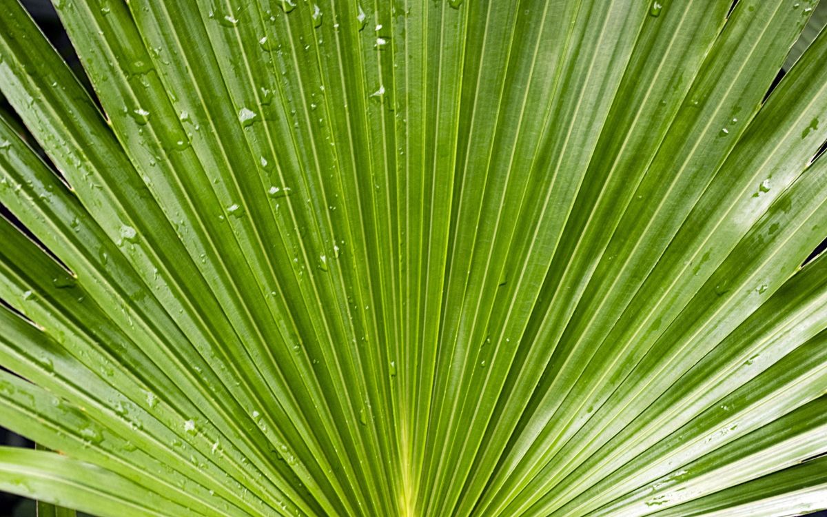 macro photography of green leaf