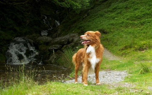 Image brown and white long coated dog on green grass field during daytime