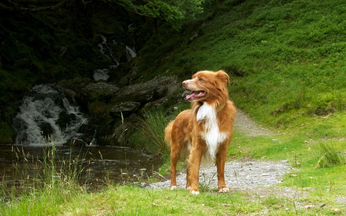 brown and white long coated dog on green grass field during daytime