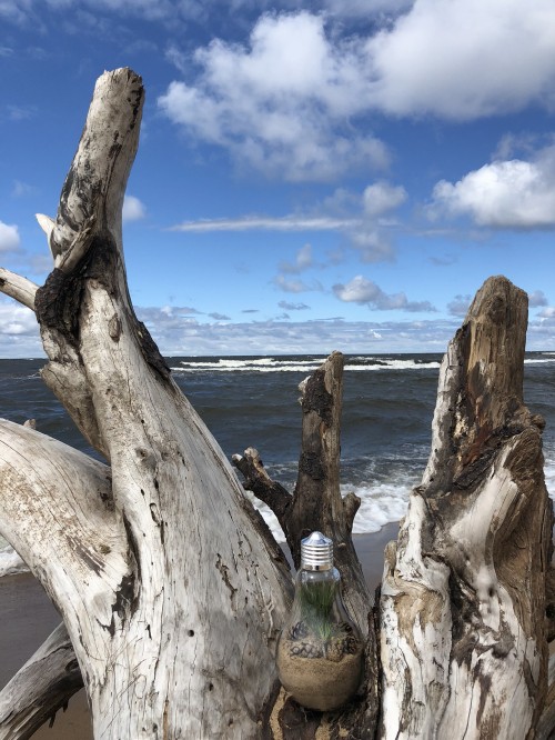 Image driftwood, science, biology, wood, cloud