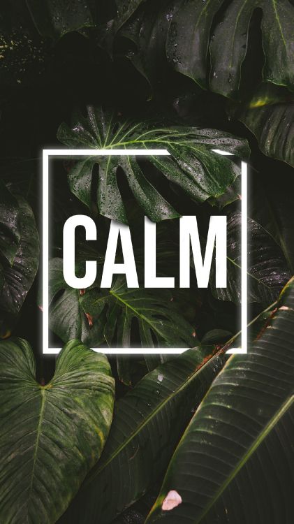 Naturaleza, Fantasma de Tsushima, Subreddit, la Botánica, Planta Terrestre. Wallpaper in 1440x2560 Resolution