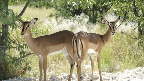 Image brown deer standing on green grass during daytime