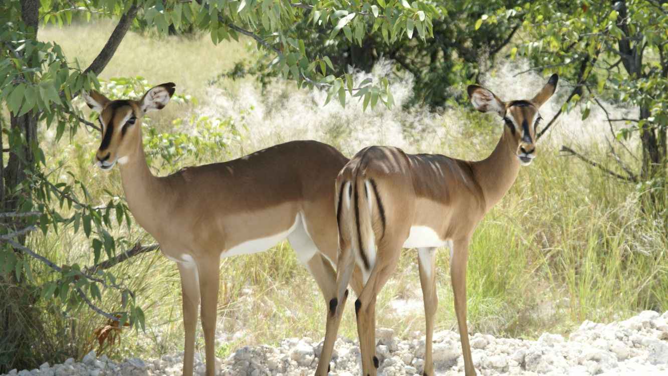 brown deer standing on green grass during daytime