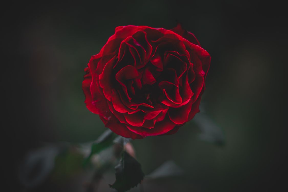 Rosa Roja en Flor en Fotografía de Cerca. Wallpaper in 5184x3456 Resolution