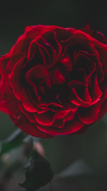 Image red rose in bloom in close up photography