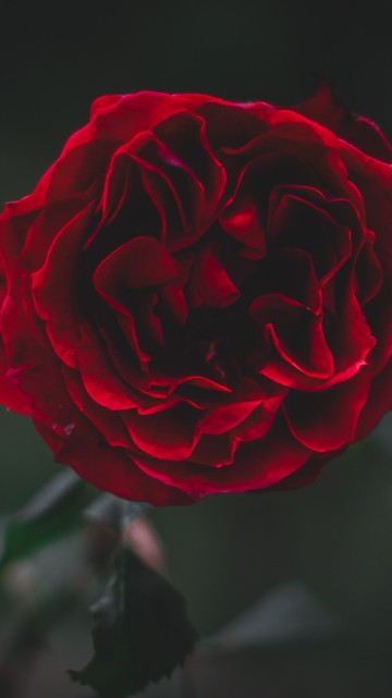 Image red rose in bloom in close up photography