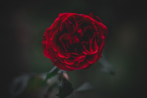 Image red rose in bloom in close up photography