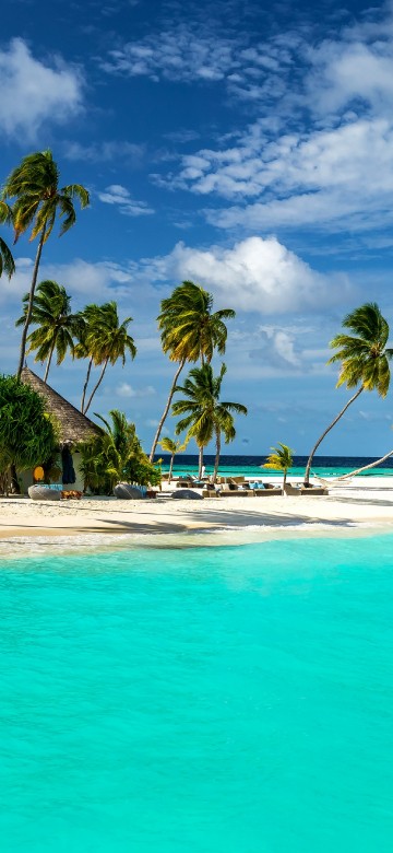 Image palm trees on beach shore during daytime