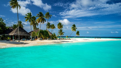 Image palm trees on beach shore during daytime