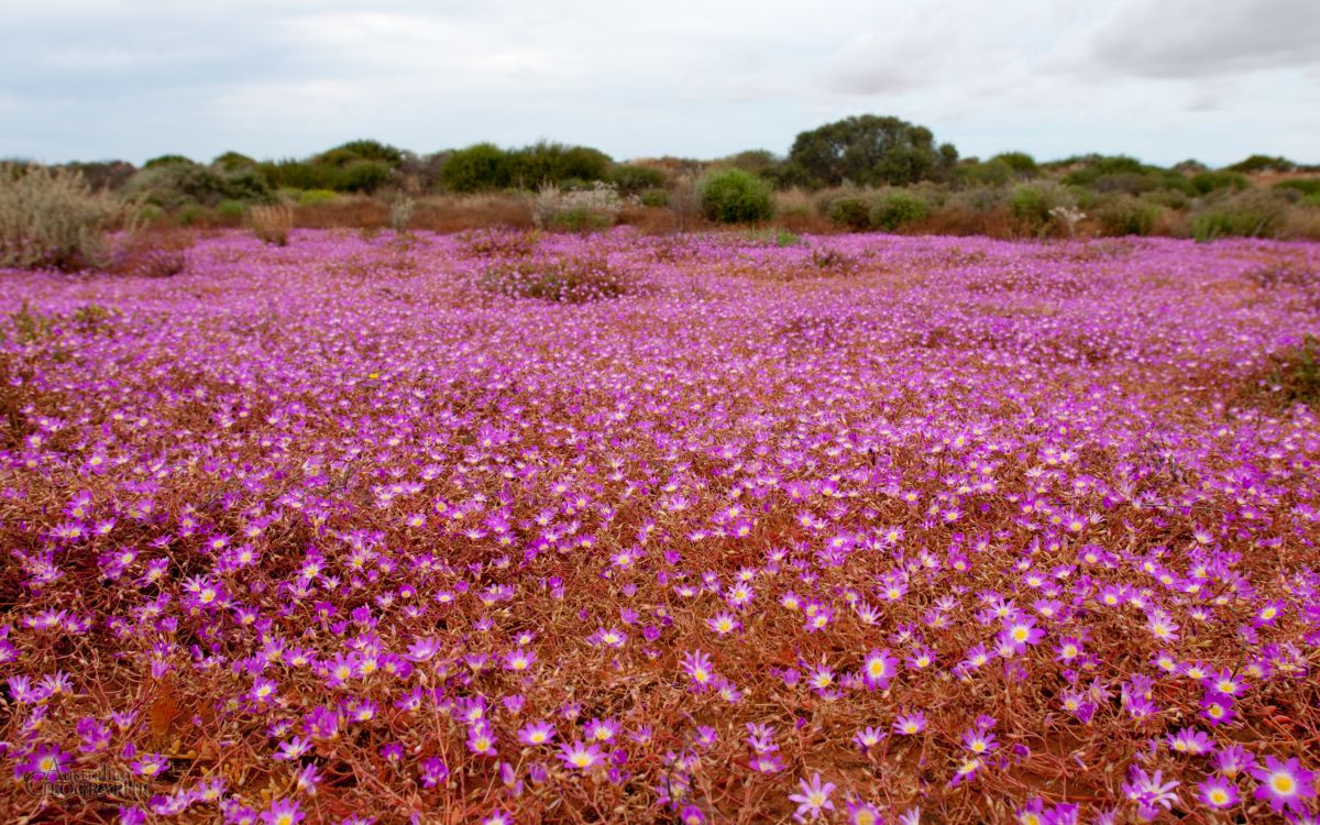 Campo de Flores Moradas Durante el Día. Wallpaper in 2560x1600 Resolution