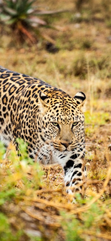 Image leopard walking on green grass during daytime