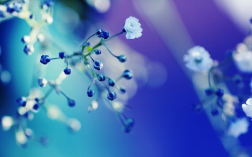 Image white flower buds in macro shot