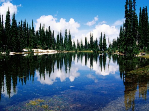 Image green trees beside body of water under blue sky during daytime