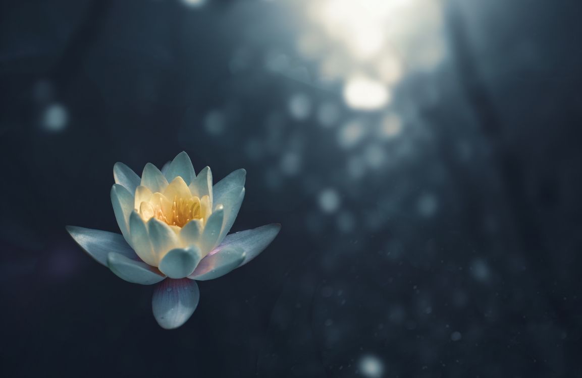 香白水百合 莲花 莲家庭 水百合 橙色百合高清壁纸 花卉图片 桌面背景和图片 香白水百合 莲花 莲家庭 水百合 橙色百合高清壁纸 花卉图片 桌面背景和图片