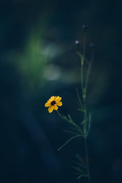 Gelbe Blume in Tilt-Shift-Linse. Wallpaper in 4016x6016 Resolution