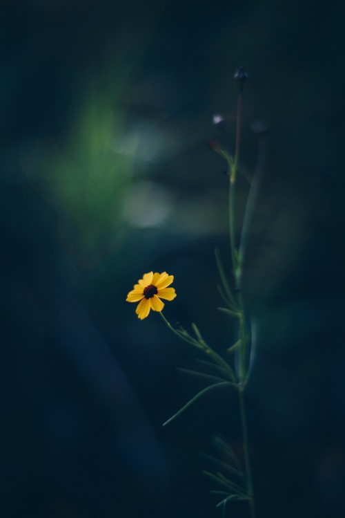 Image yellow flower in tilt shift lens